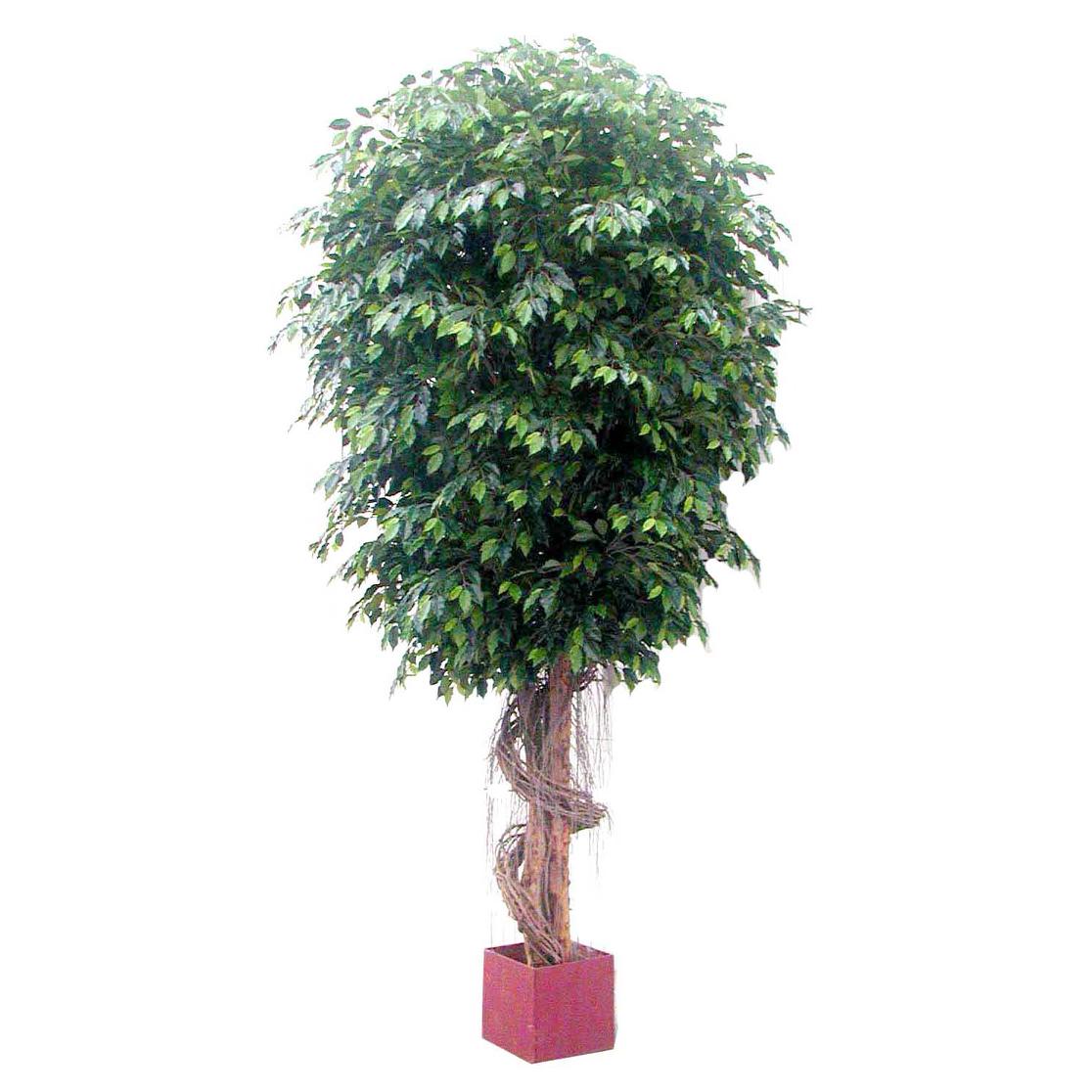 Giant Fat Ficus Tree 6.1m