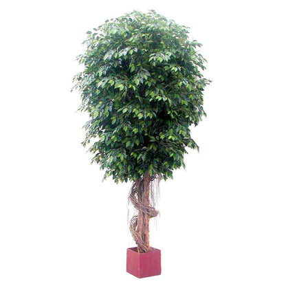 Giant Fat Ficus Tree 6.1m