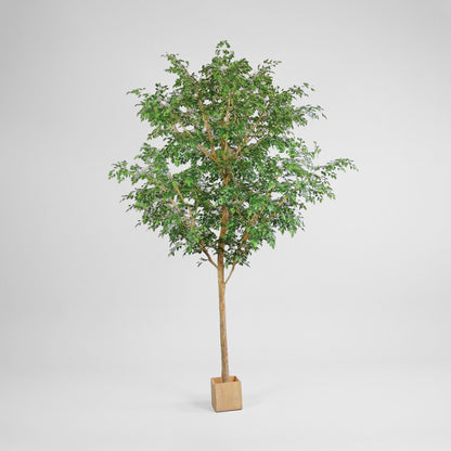 4.2m Ficus Natasja Giant Tree 14142 Leaves in Wood Pot