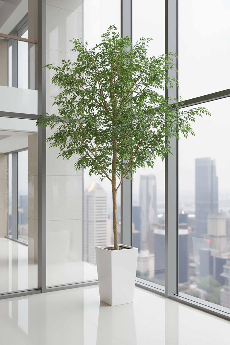 4.2m Ficus Natasja Giant Tree 14142 Leaves in Wood Pot