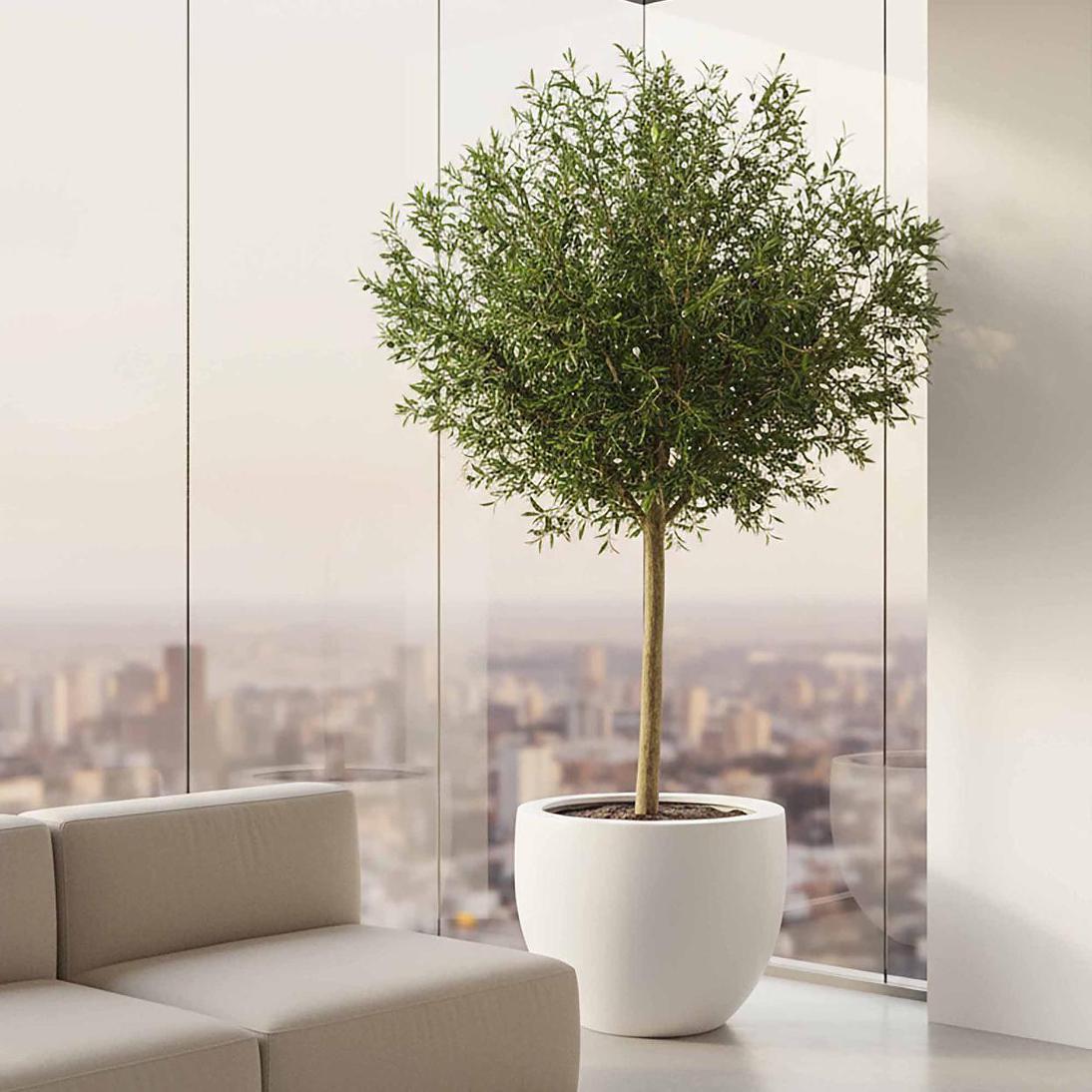 4.2m Ficus Natasja Giant Tree 14142 Leaves in Wood Pot
