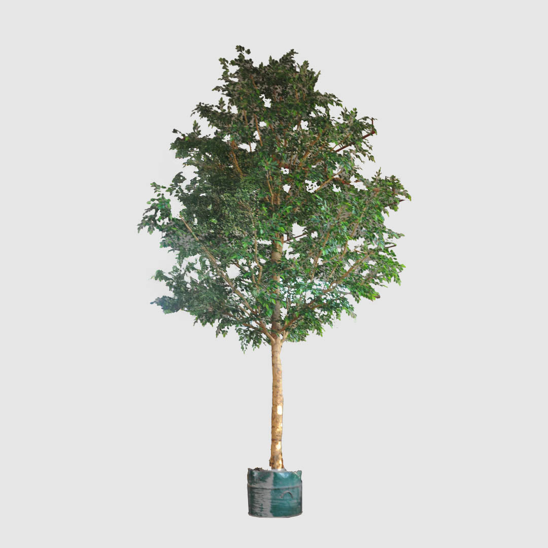 5.7m Giant Ficus Natasja 29070 Lvs