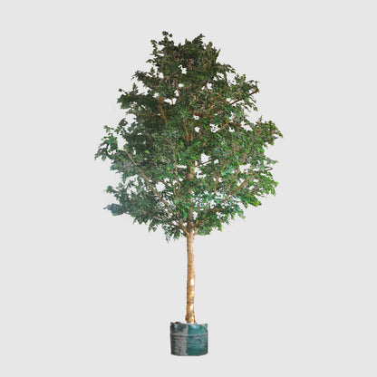 5.7m Giant Ficus Natasja 29070 Lvs