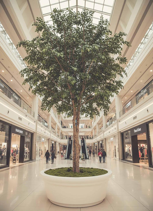 5.7m Giant Ficus Natasja 29070 Lvs