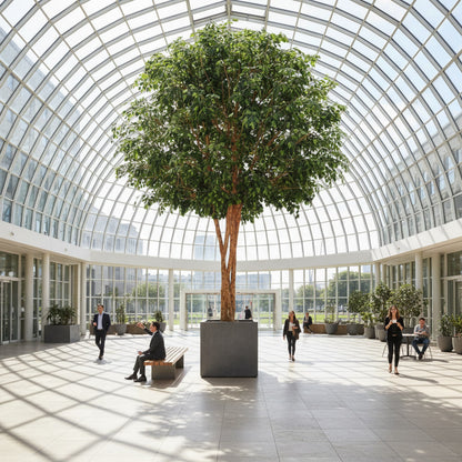 Giant Ficus 7.9m