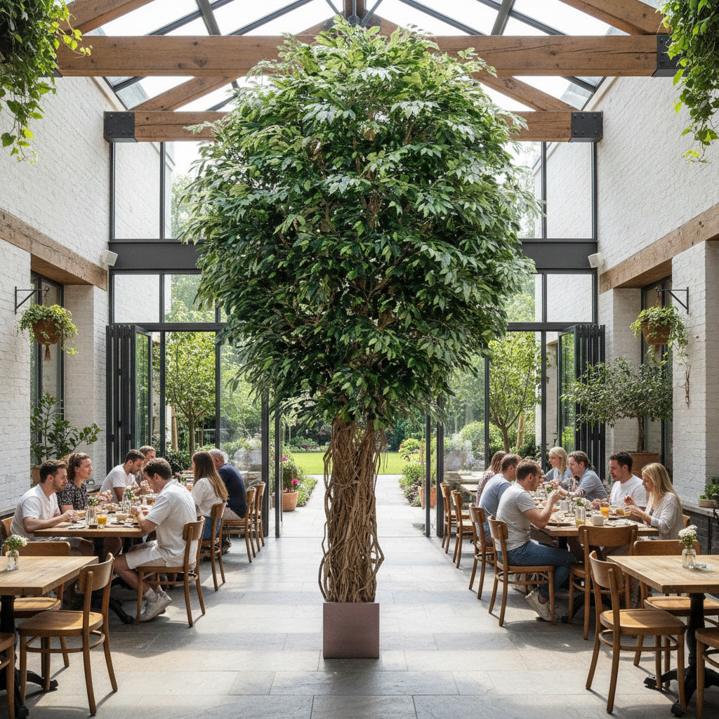 Giant Fat Ficus Liana Tree 6.1m