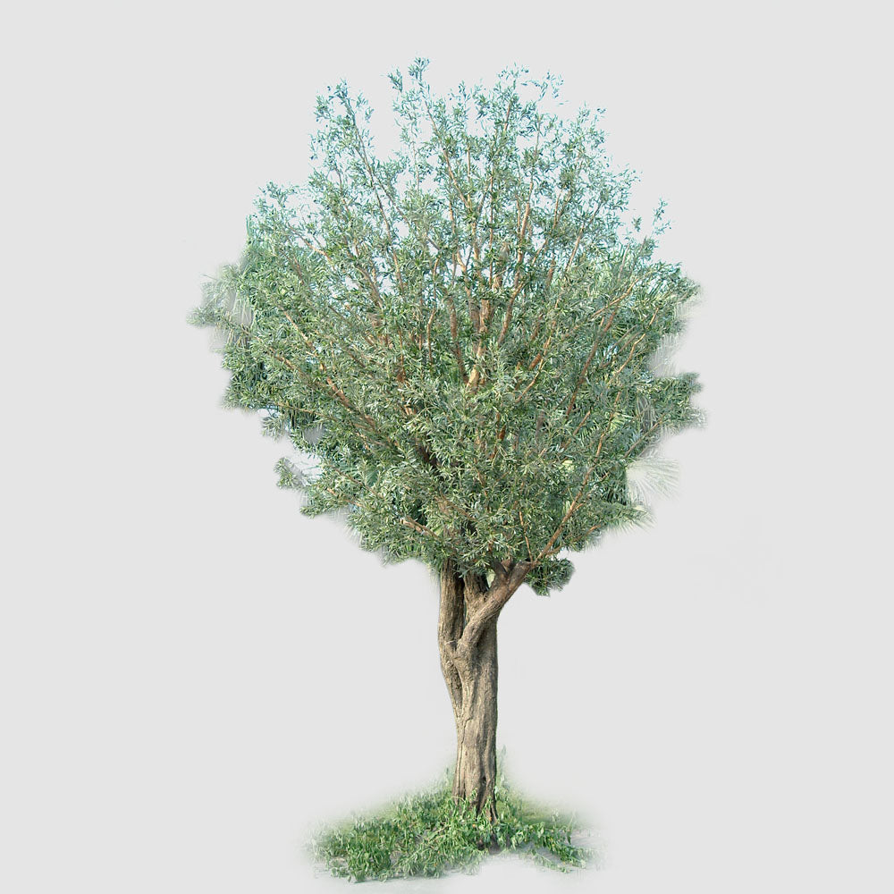 6m Giant Olive Tree