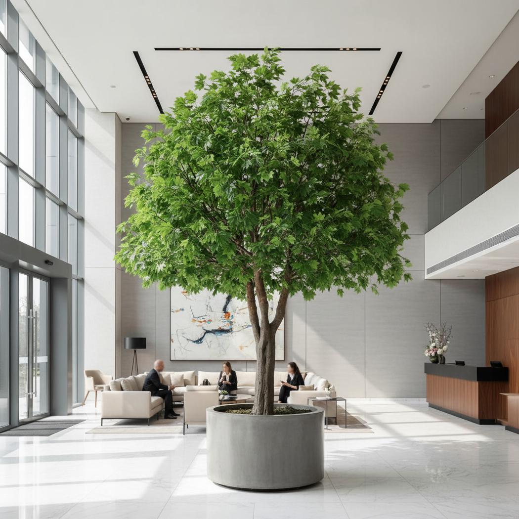 Giant Maple Tree 5.7m