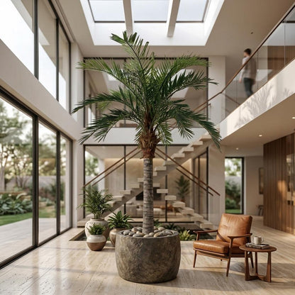 Coconut Palm 5.5m