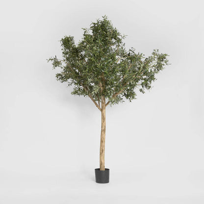 Giant Olive Tree 2.3m