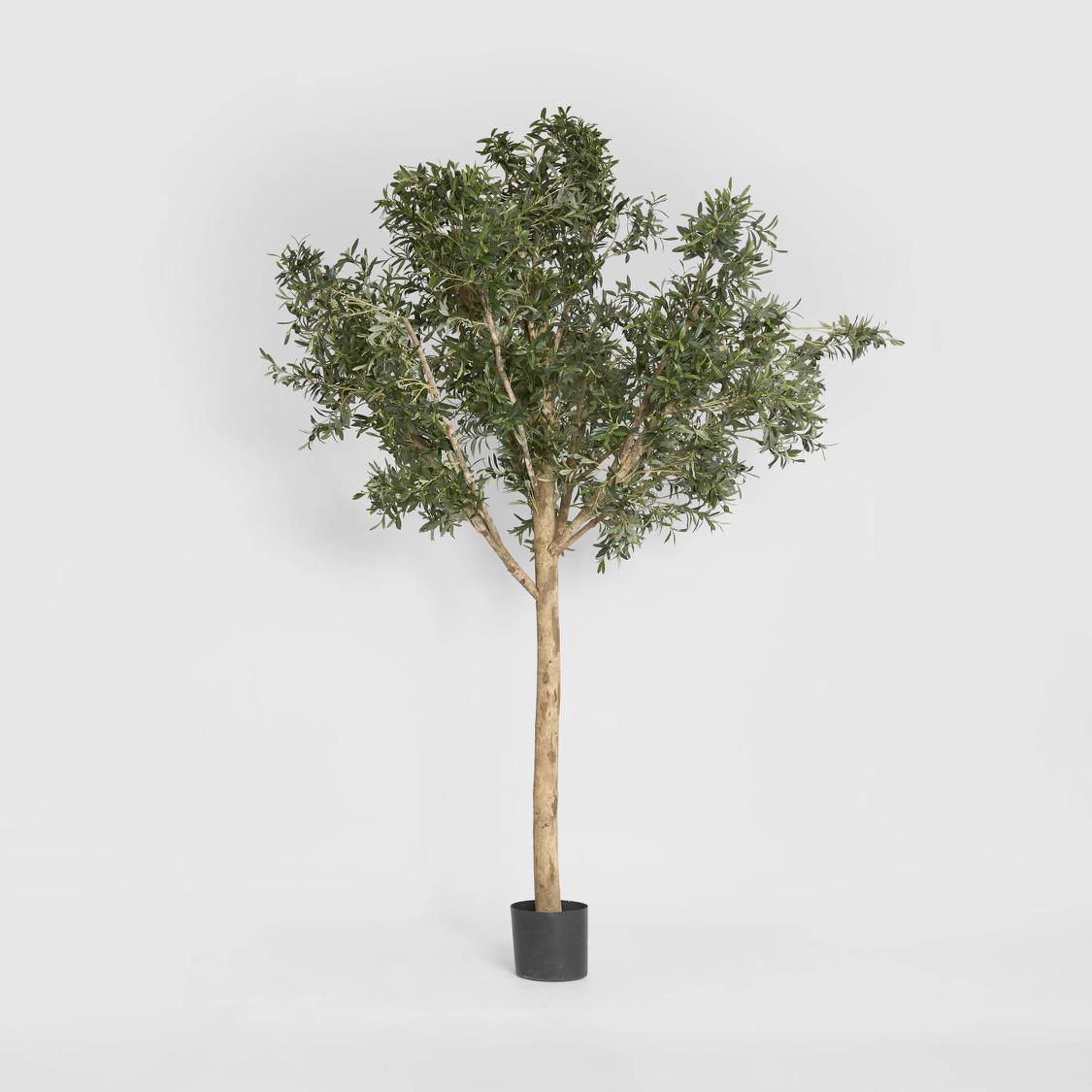 Giant Olive Tree 2.3m