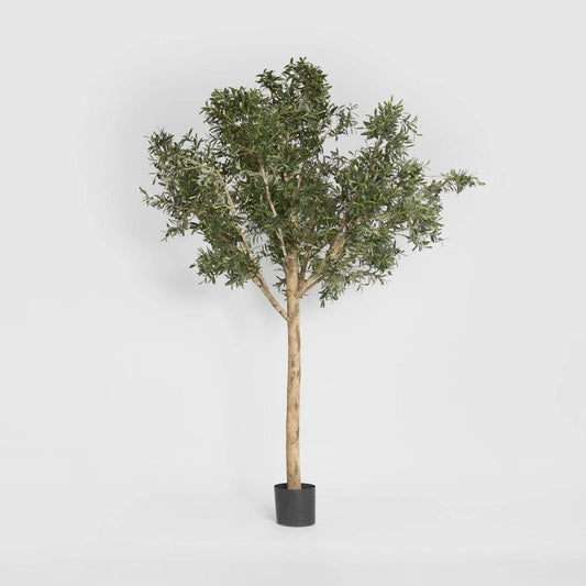 Giant Olive Tree 2.3m