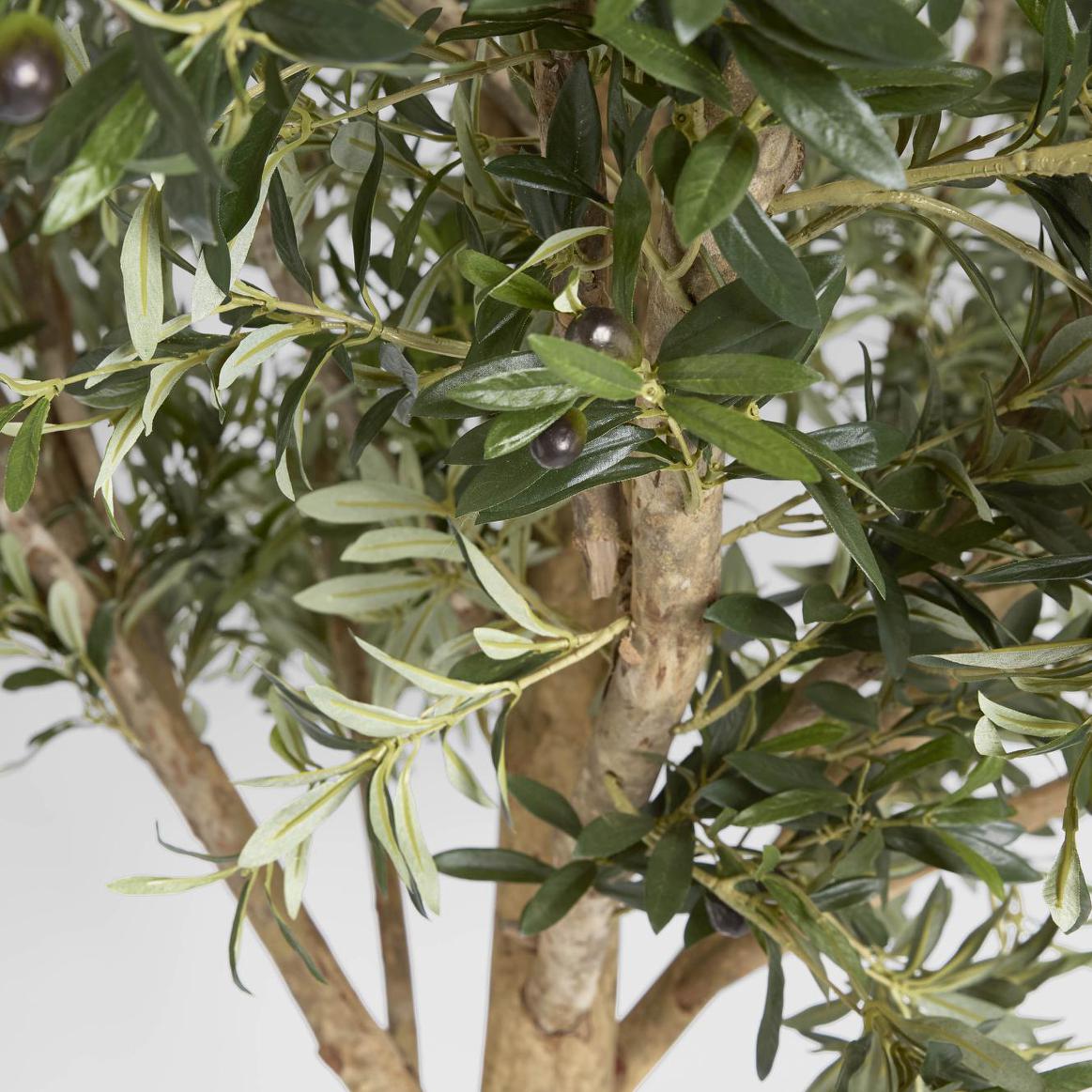 Giant Olive Tree 2.3m