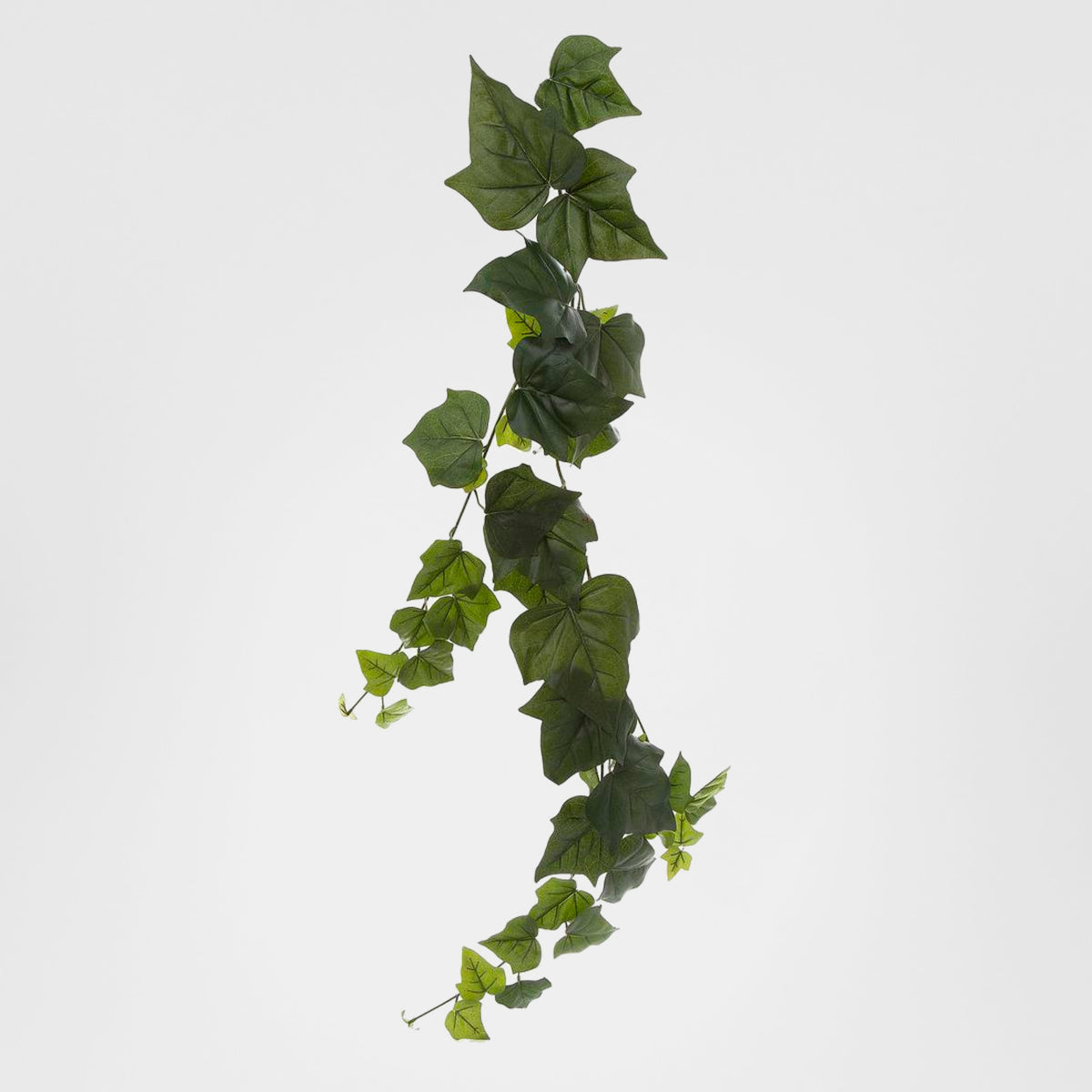 Giant Ivy Vine1.15m
