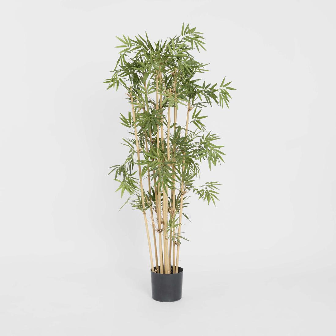 Japanese Bamboo Tree 1.2m