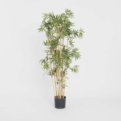Japanese Bamboo Tree 1.2m