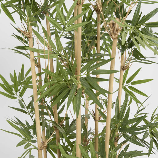 Japanese Bamboo Tree 1.2m