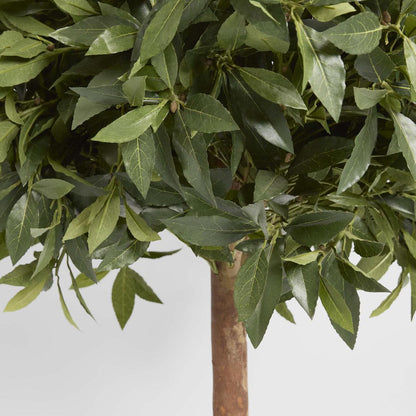 Laurel Ball Tree 1.1m