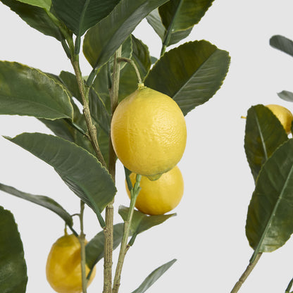 UV Lemon Tree 124cm