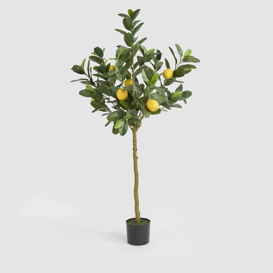 UV Lemon Tree 150cm
