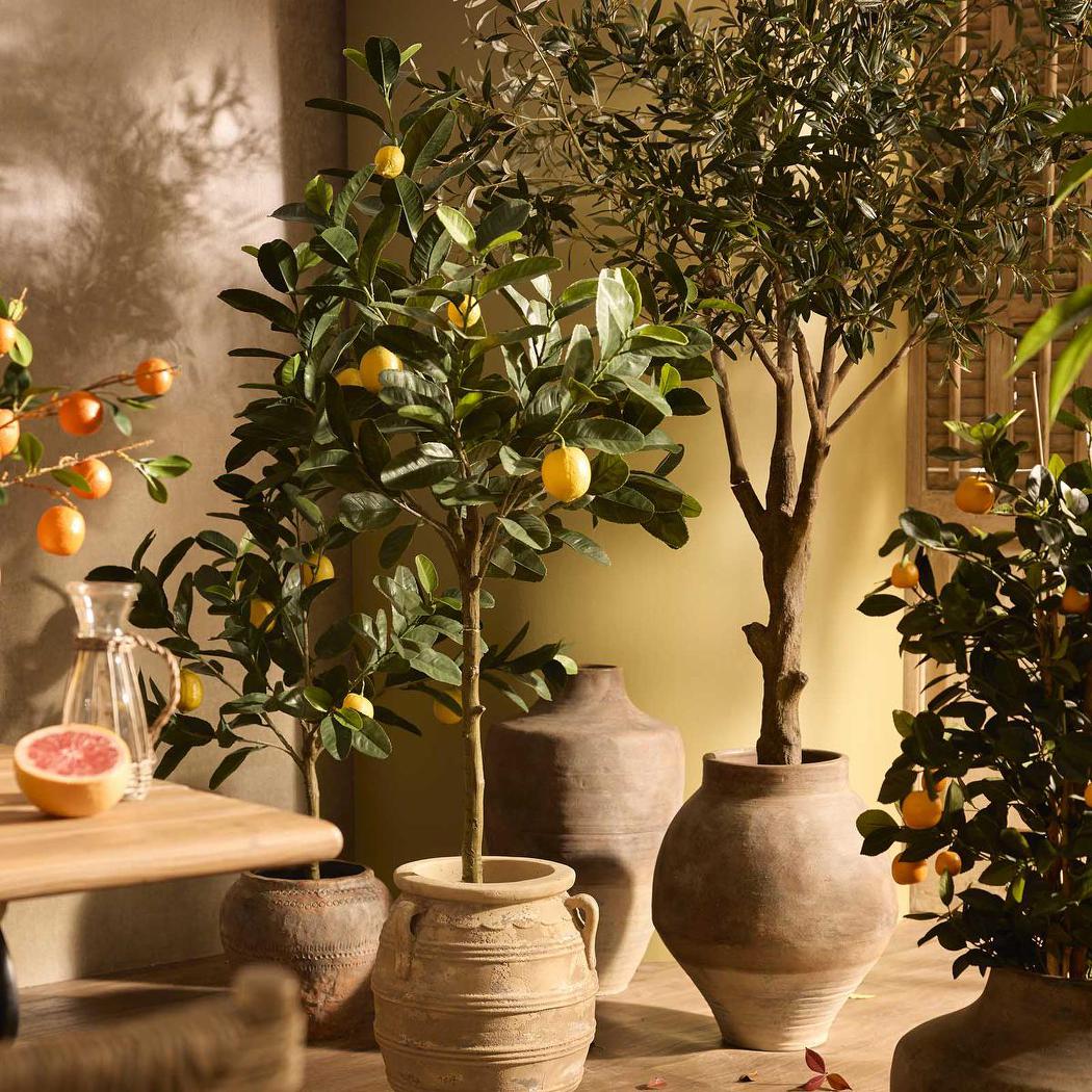Lemon Tree UV Coated 150cm