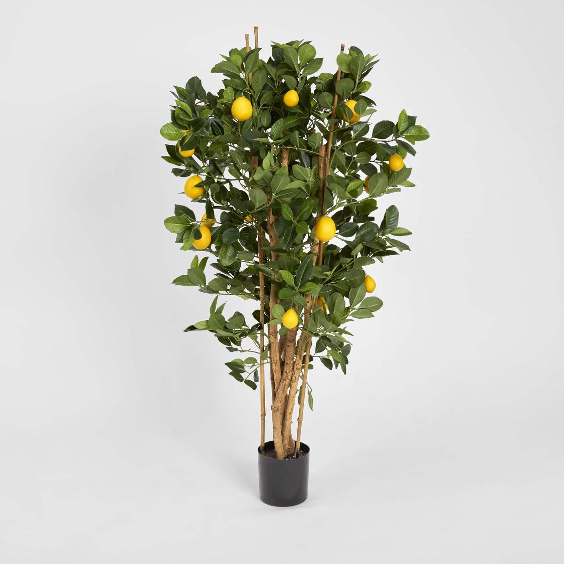 Lemon Tree 1.15m