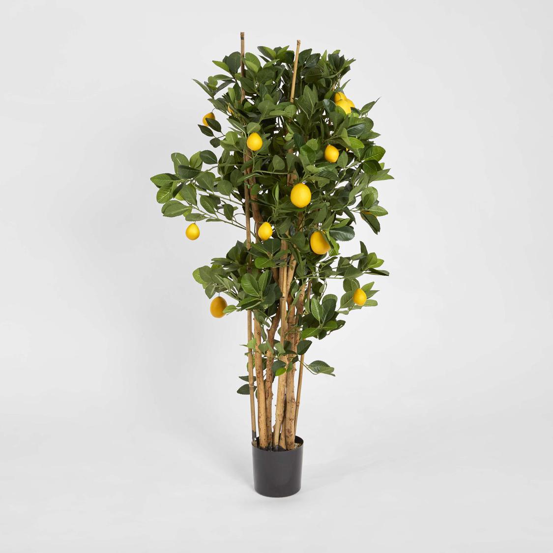 Lemon Tree 1.15m