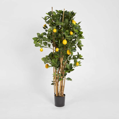 Lemon Tree 1.15m