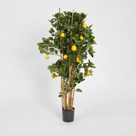 Lemon Tree 1.15m