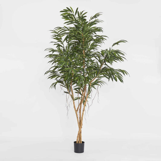 210cm Longifolia Tree