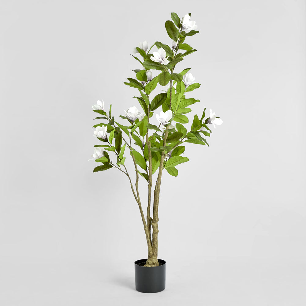Magnolia Tree in Black Pot