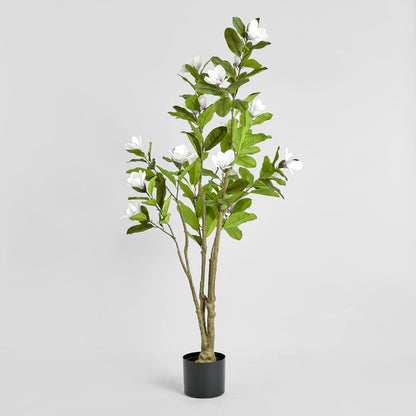 Magnolia Tree in Black Pot