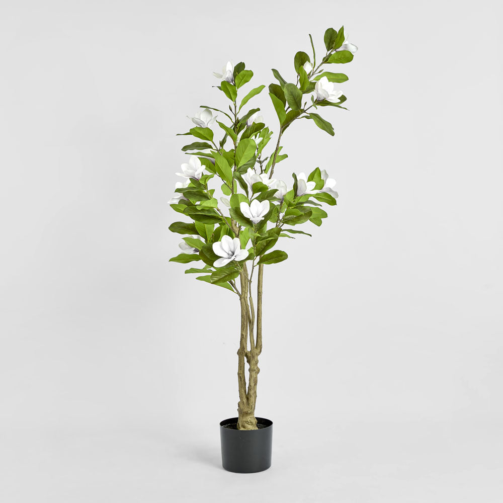Magnolia Tree in Black Pot