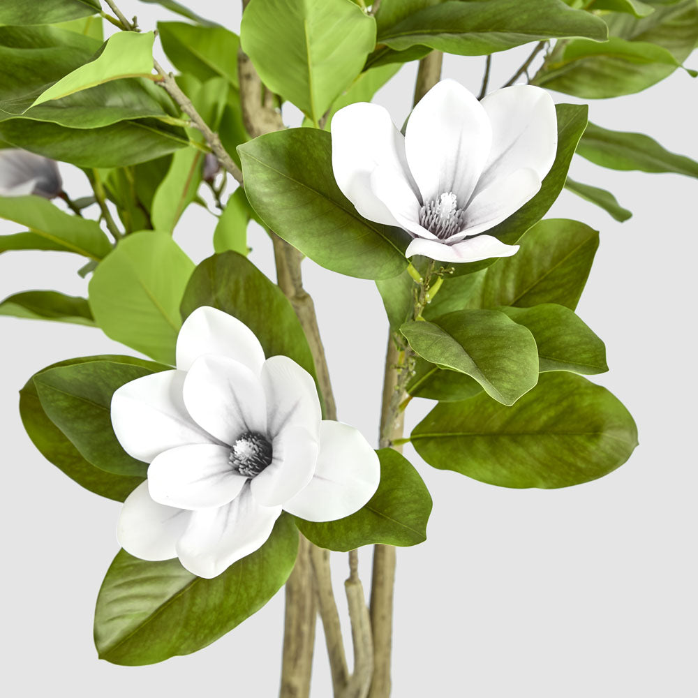 Magnolia Tree in Black Pot