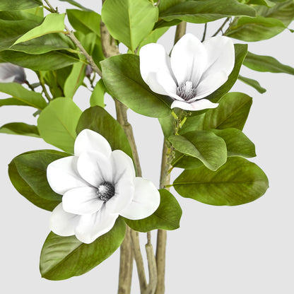 Magnolia Tree in Black Pot