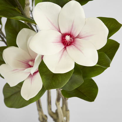 Magnolia Tree in Black Pot