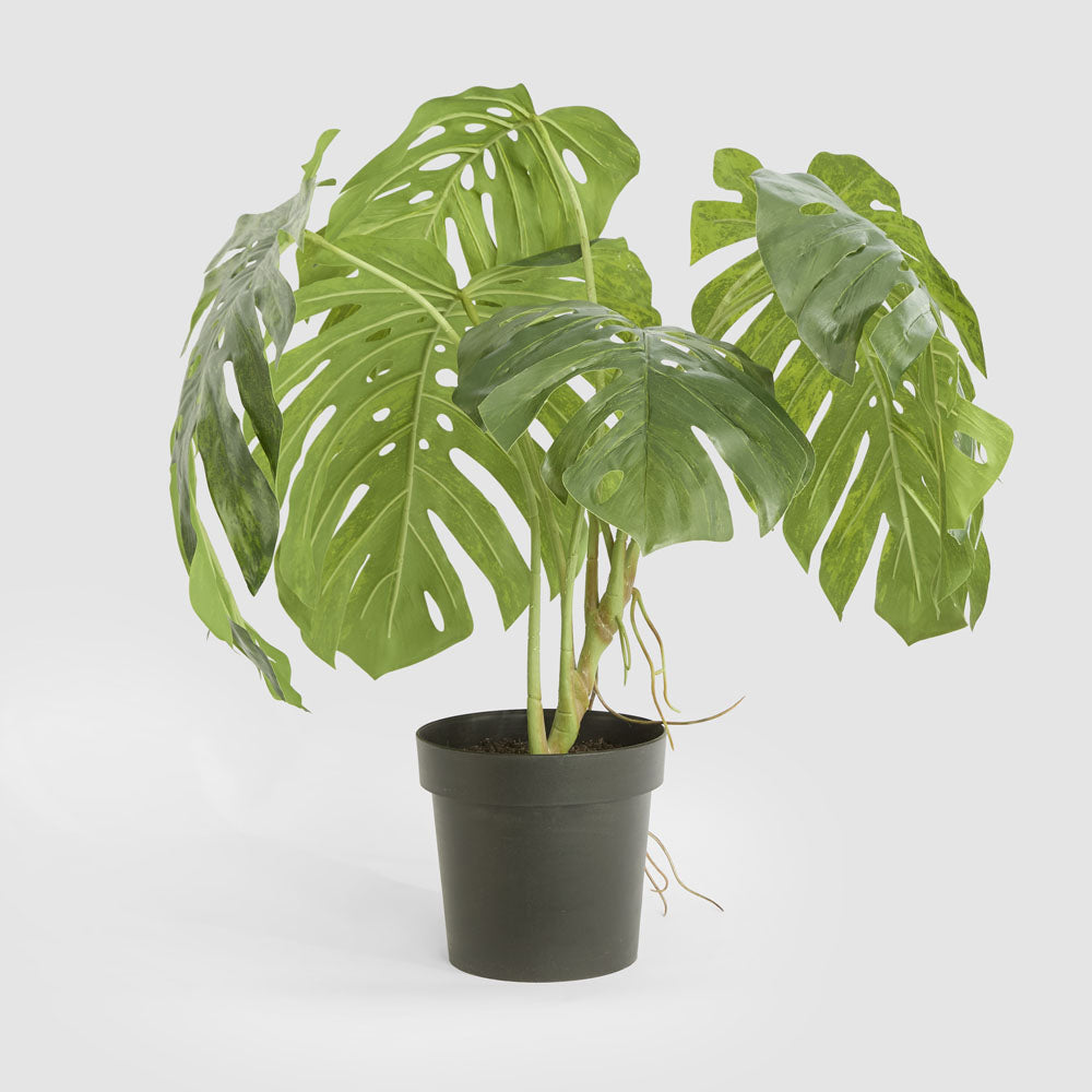Variegated Monstera Bush 79cm in Black Pot