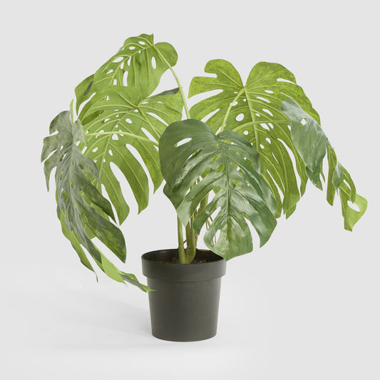 Variegated Monstera Bush 79cm in Black Pot