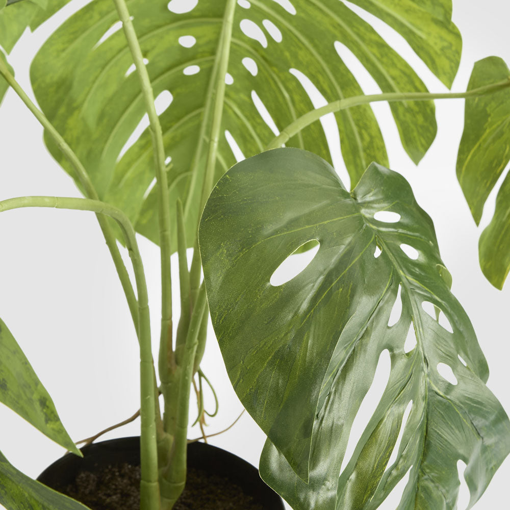 Variegated Monstera Bush 79cm in Black Pot
