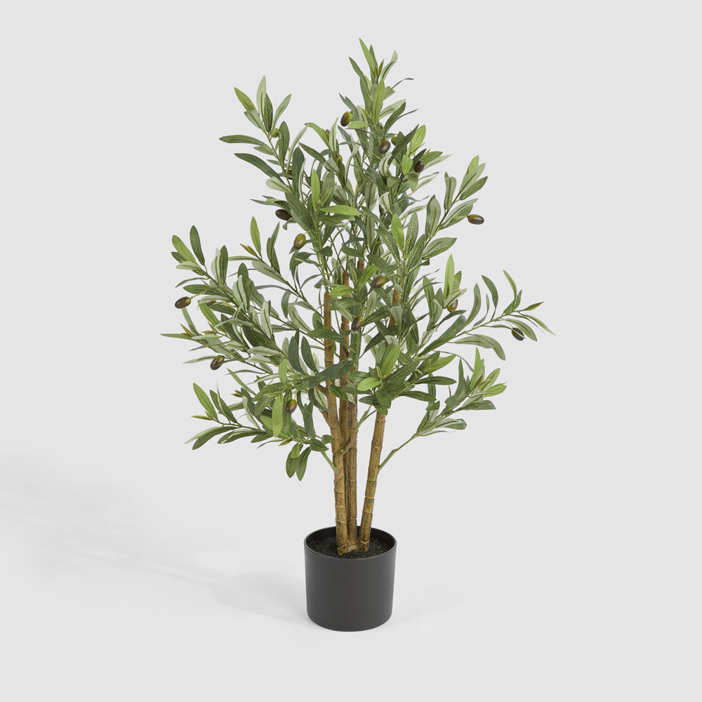 Potted Olive Tree 90cm