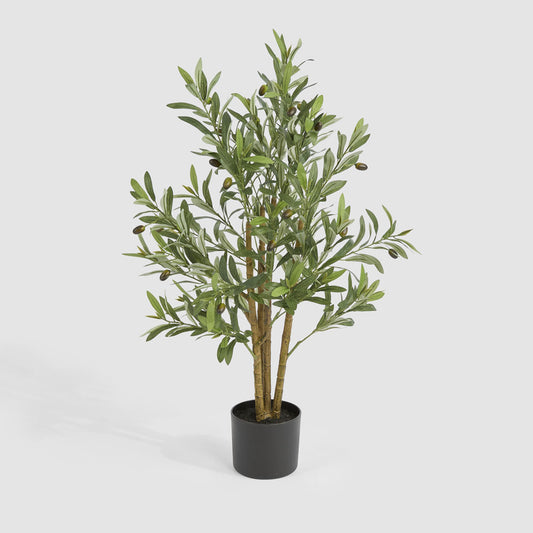 Potted Olive Tree 90cm