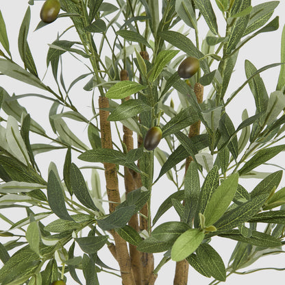 Potted Olive Tree 90cm