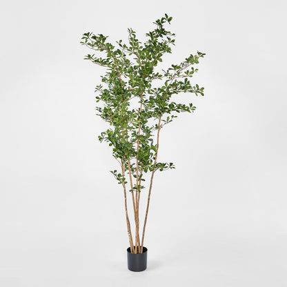 Oriental Olive Tree w 2464 lvs
