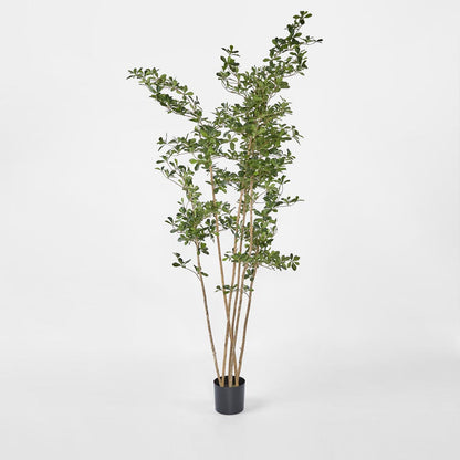 Oriental Olive Tree w 2464 lvs