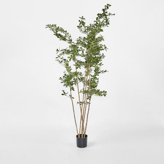 Oriental Olive Tree w 2464 Lvs