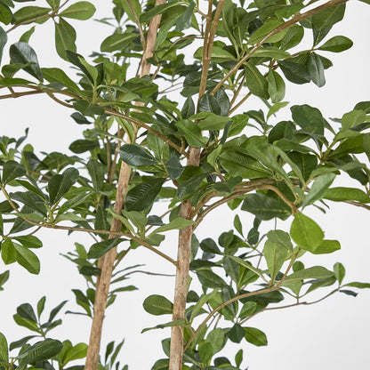Oriental Olive Tree w 2464 lvs