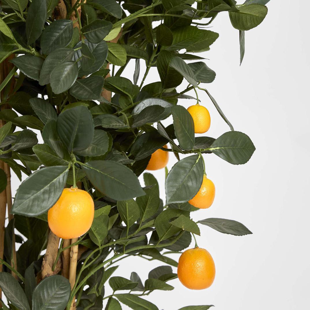 Golden Orange Tree 1.15m