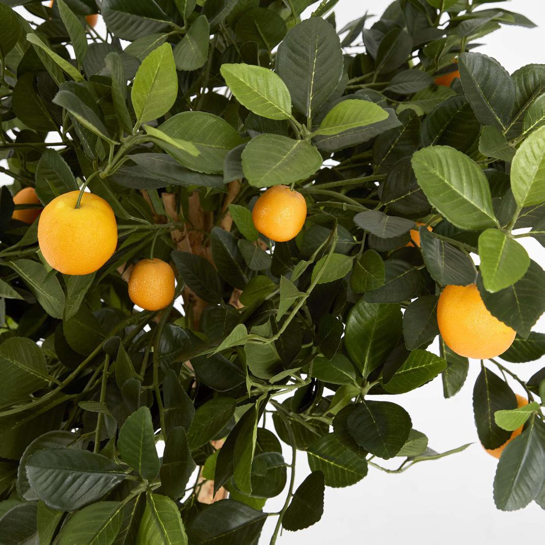 Golden Orange Tree 1.2m