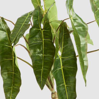 Potted Philodendron Spiritus Sancti Plant 104cm