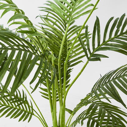 Palm Paradise in Pot 1m